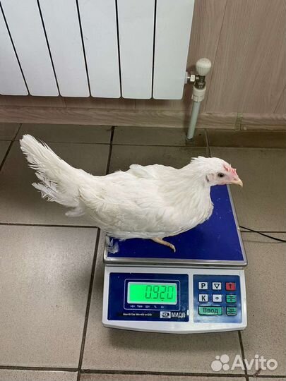 Куры молодки оптом 4-5 мес.опт и розница