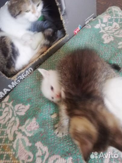 Котята в добрые руки