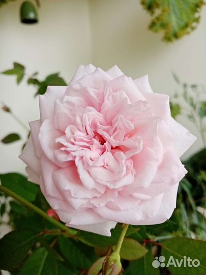 Роза бенгальская