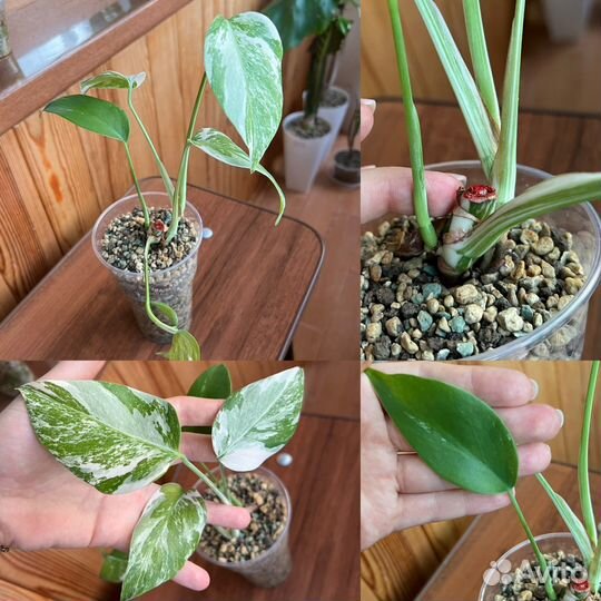 Монстера вариегатная альба