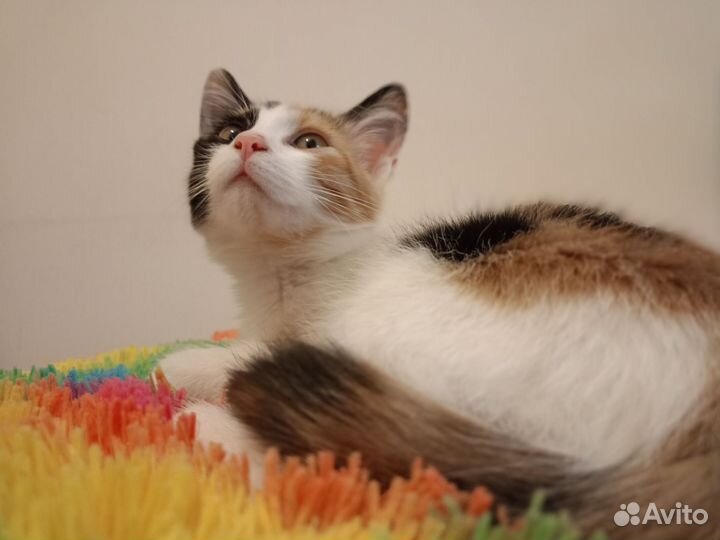 Кошка в дар