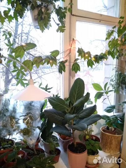 Комнатные лианы для вертикального озеленения