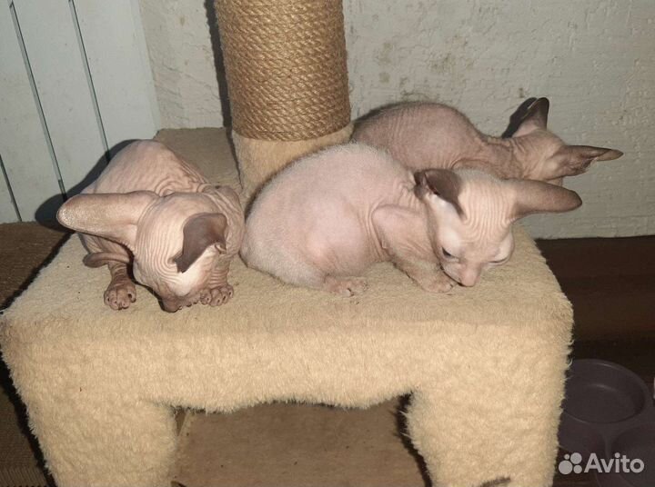 Донской сфинкс котята