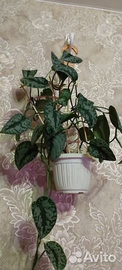 Домашний классный эпипрениум