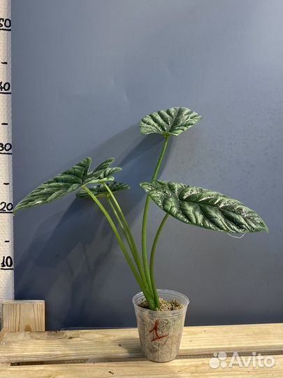 Алоказия синуата