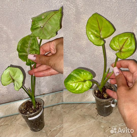 Сингониумы и разные: дримиопсис вариегатный и тд