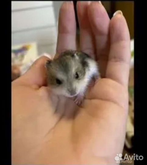 Джунгарский хомяк с клеткой