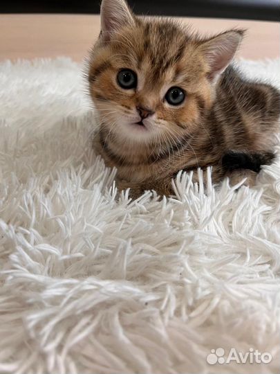 Шотландские котята