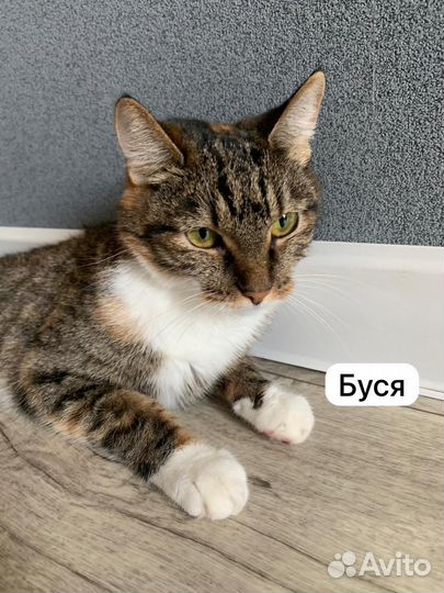 Кошки в добрые руки бесплатно