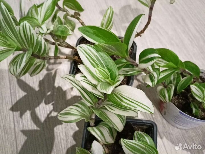 Традесканция