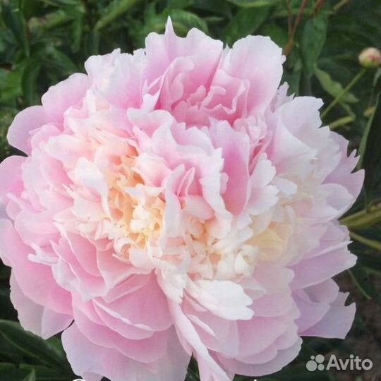 Корни пионов сортовые