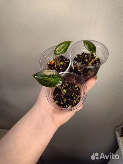 Алоказия розовый дракон