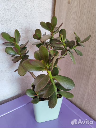 Крассула толстянка