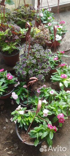 Катарантус ампельный