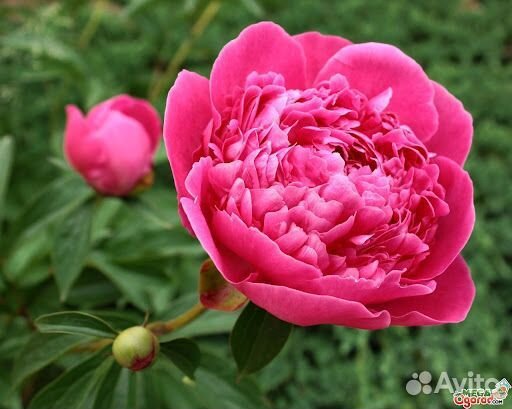 Пионы на срезку