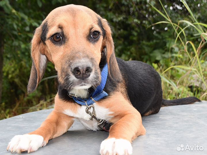 Щенок в добрые руки