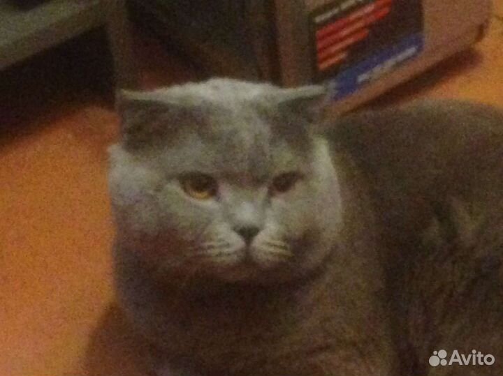 Кот на вязку