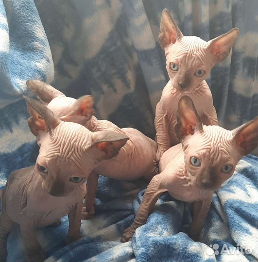 Канадский сфинкс