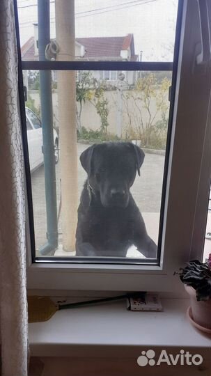 Кобель Лабрадора готов к вязке