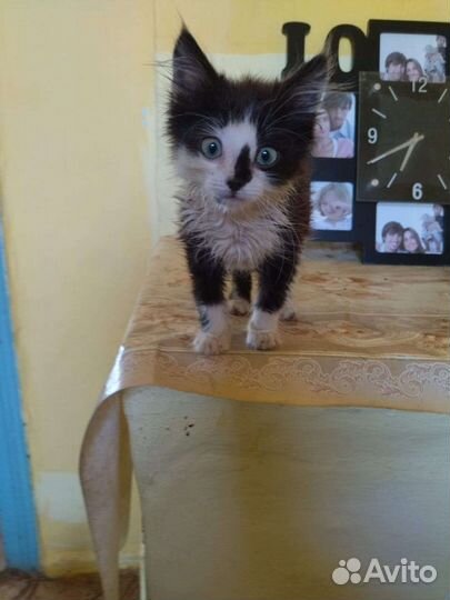 Возьмите котенка,мальчик