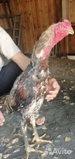 Бойцовые Петушки