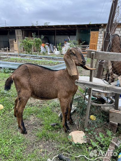 Англо нубийские козочки