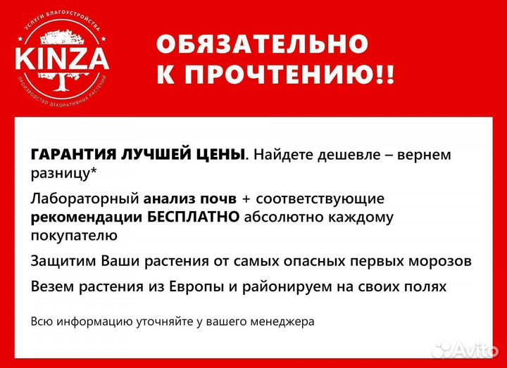 Туя смарагд 2,04 м