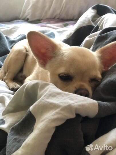 Передержка животных