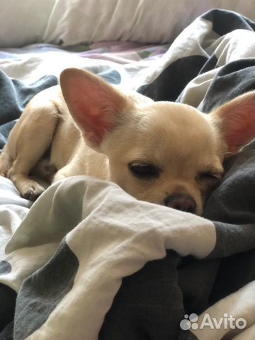 Передержка животных