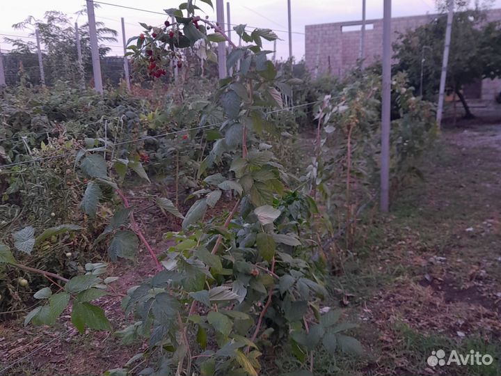 Малина дерево