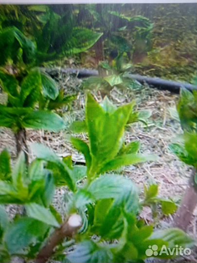 Гортензия метельчатая. Лаймлайт