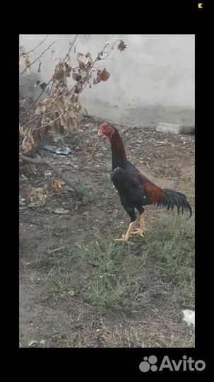 Бойцовые петух