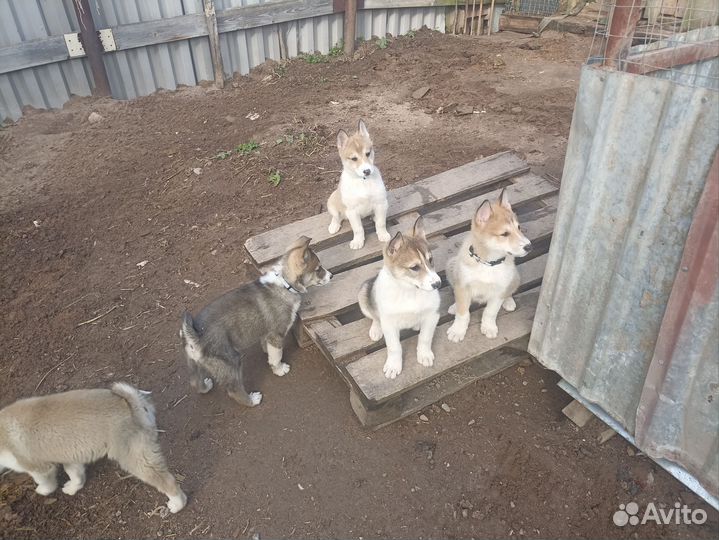 Щенки лайки зсл