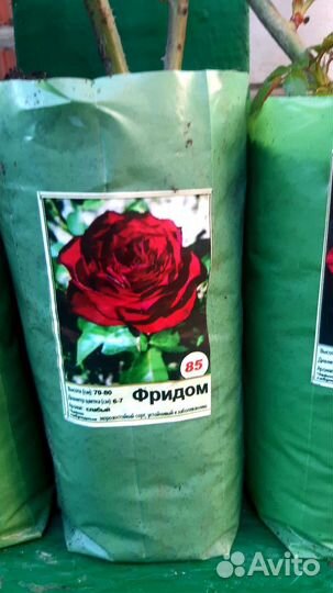 Розы разные