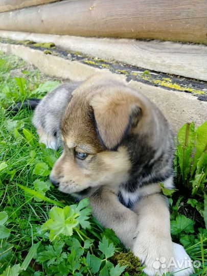 Отдам хаски