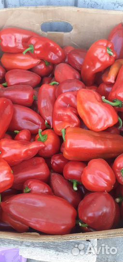 Продать овощи оптом