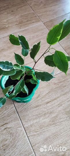 Фикус бенджамина