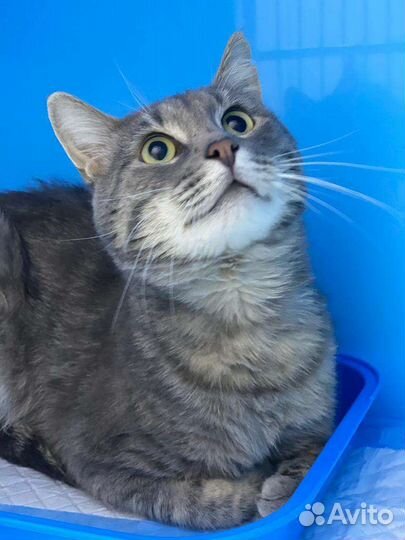 Самый нежный кот Дартаньян ждёт семью