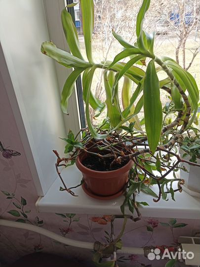 Растение золотой ус