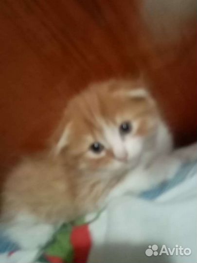 Шотландский вислоухий котёнок