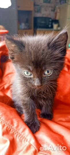 Чёрный котик. Котята в добрые руки 4 недели)