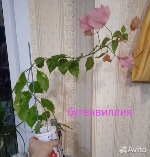 Бугенвиллия