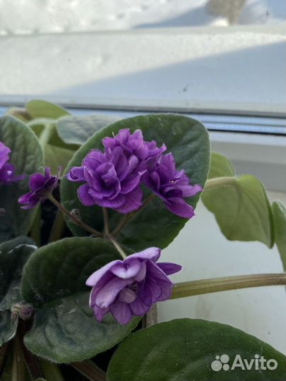 Фиалки цветущие в горшке