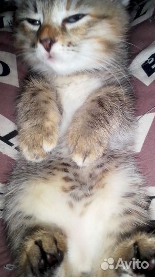 Котенок девочка от мамы сибирской