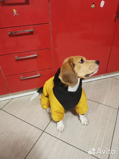 Одежда для средних собак