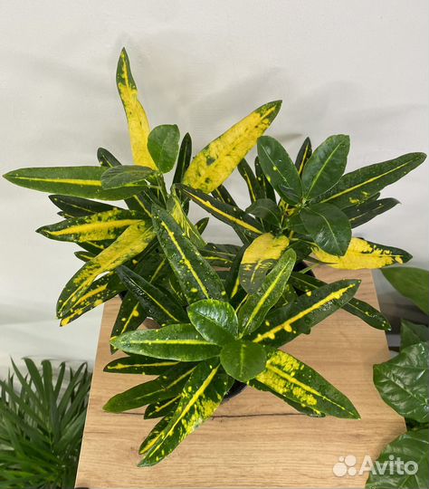 Кротон кодиеум