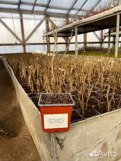 Сирень надежда