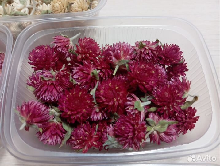 Сухоцветы Гомфрена