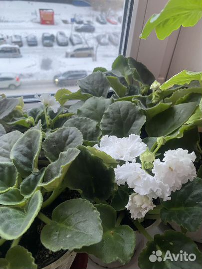 Фиалка в горшках