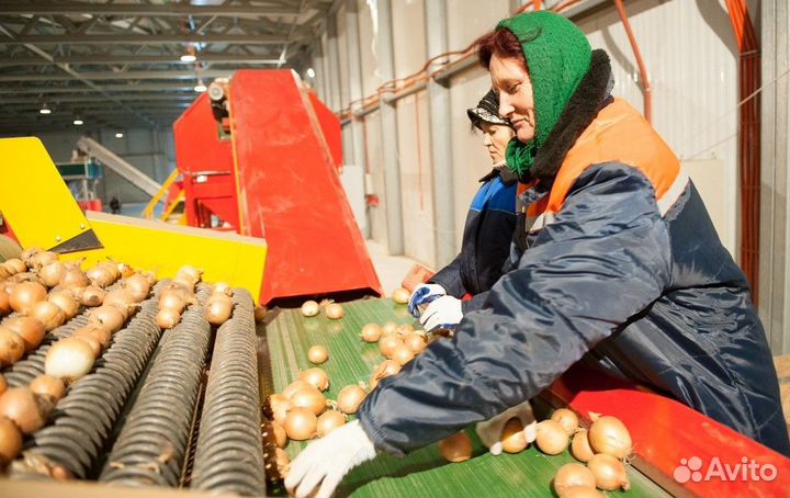 Упаковщик овощей